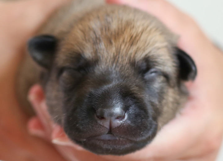 chinook puppy